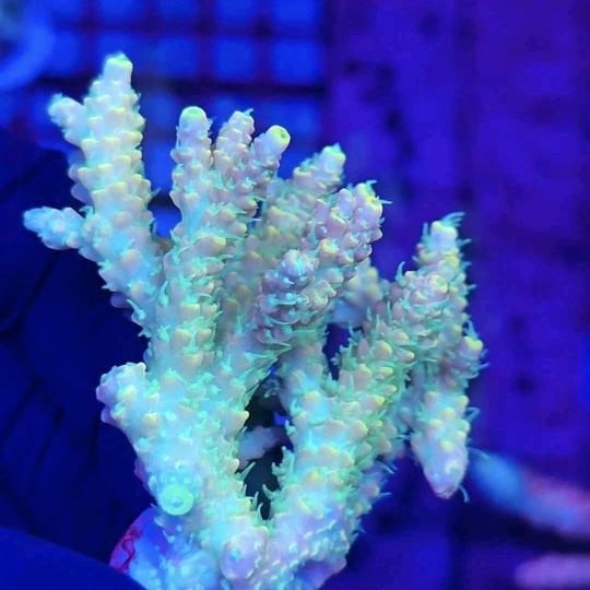 玉溪海精灵水族🐠