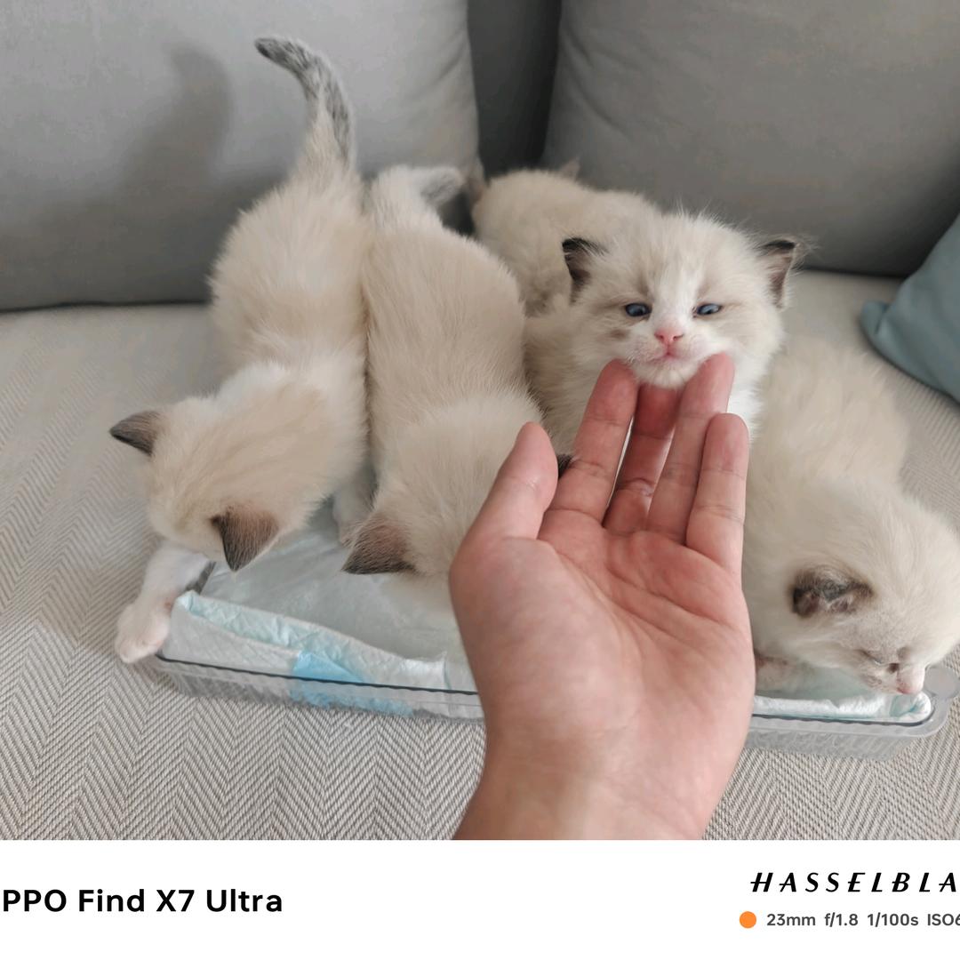 小咪成长观察日记