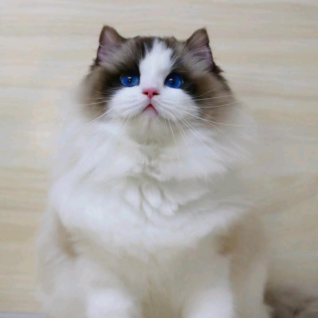 旺旺宠物