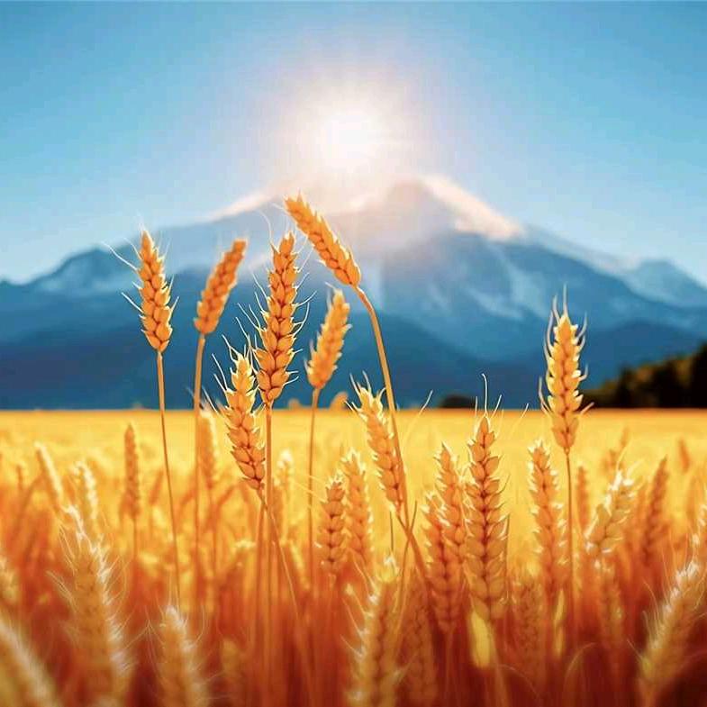 地摊大叔（摆全国）