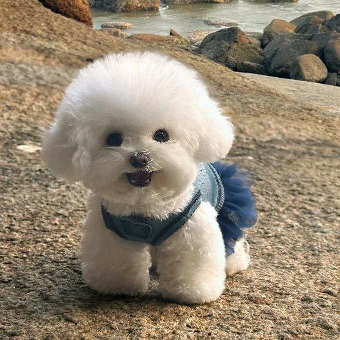 哈尼吧