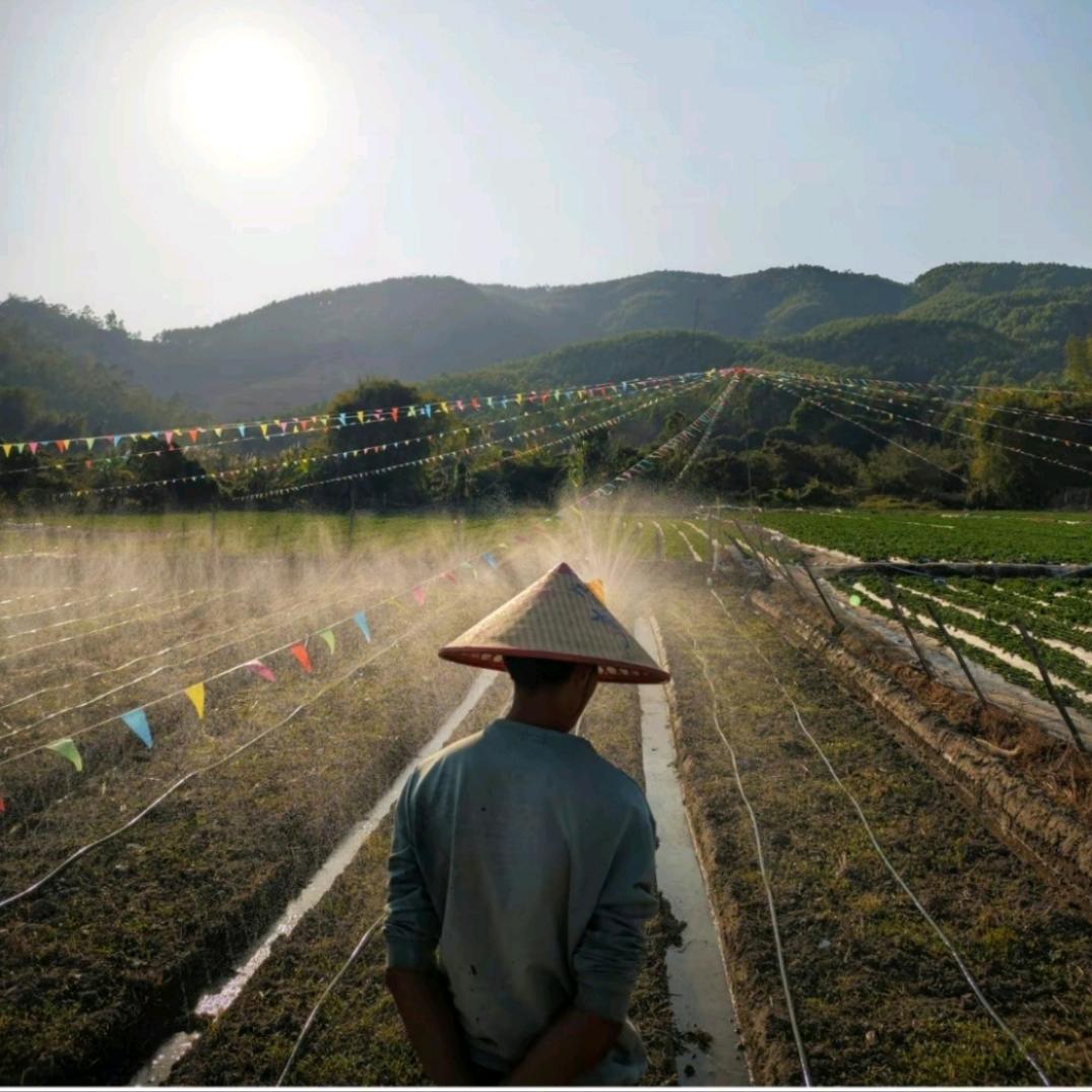 象牙坑鲜花草莓园～小朱