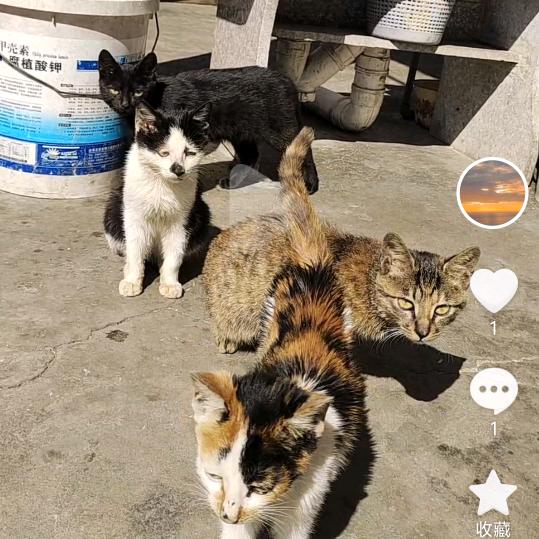 四只小猫