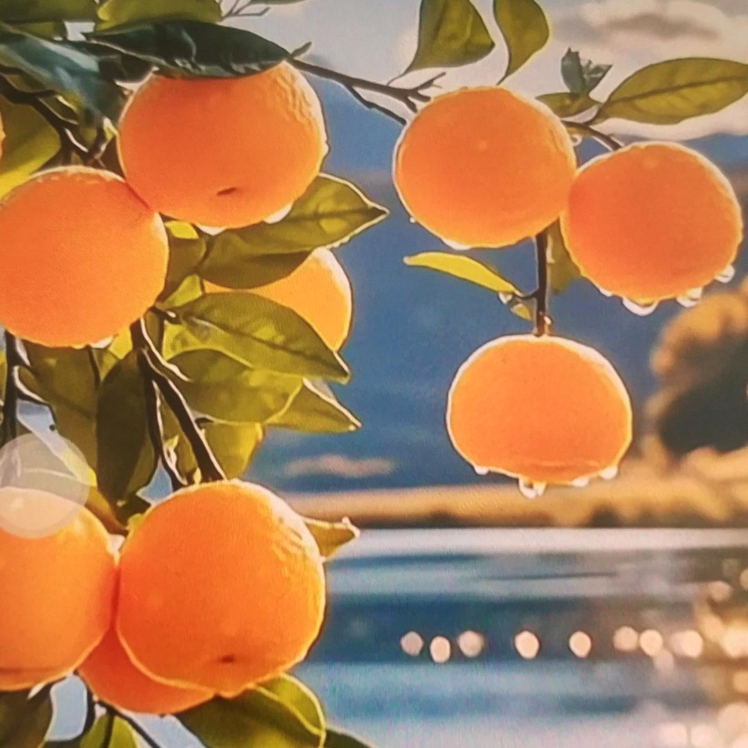 长沙蜜蜜