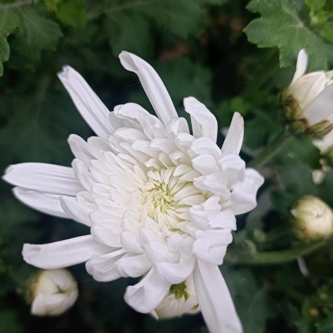 成了这样（涨新粉直播间.）