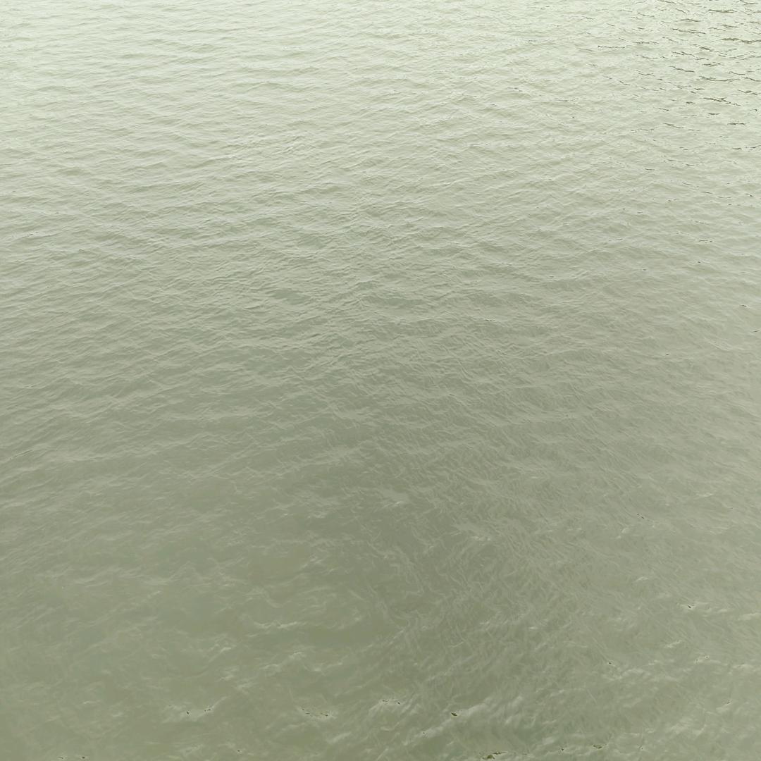 楊小楊