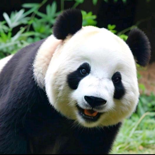 月儿圆圆