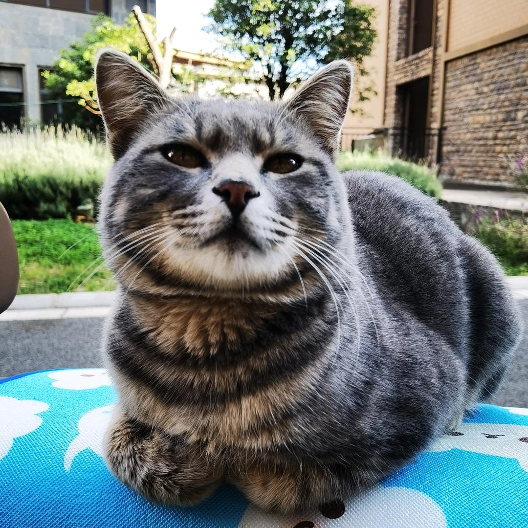 流浪猫咪的故事