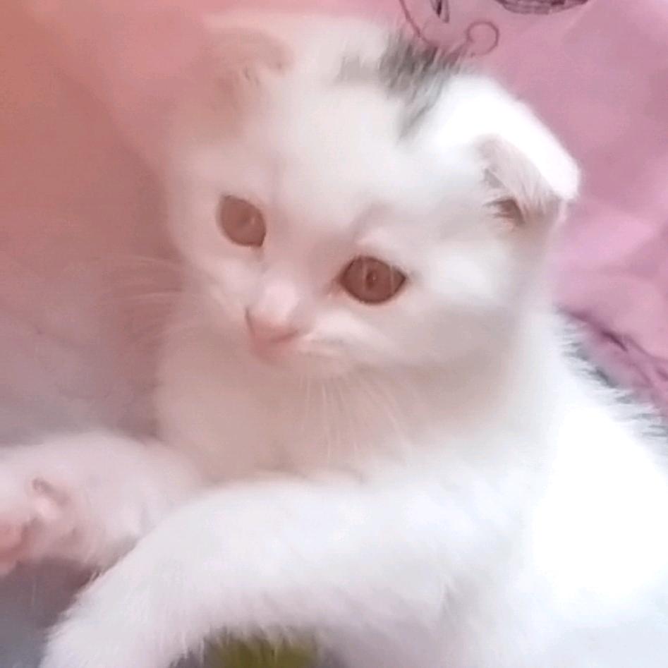 鑫龙