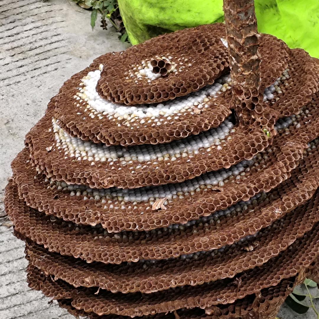 童蜂子🐝🐝🐝