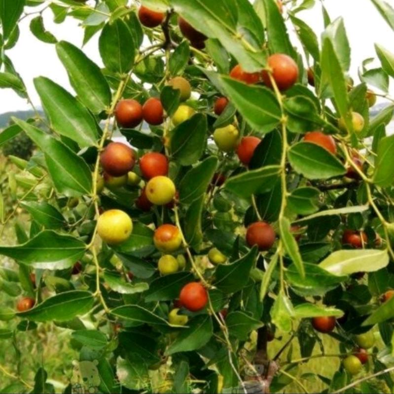 邯郸李健主营酸枣等地产药材