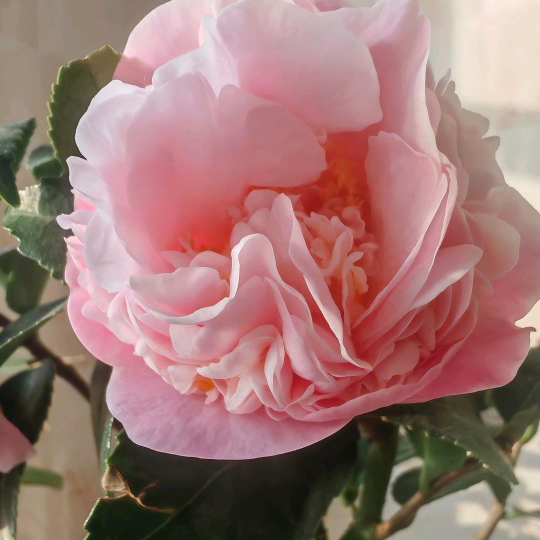 ꧔ꦿ梦想᭄成真᭄💞