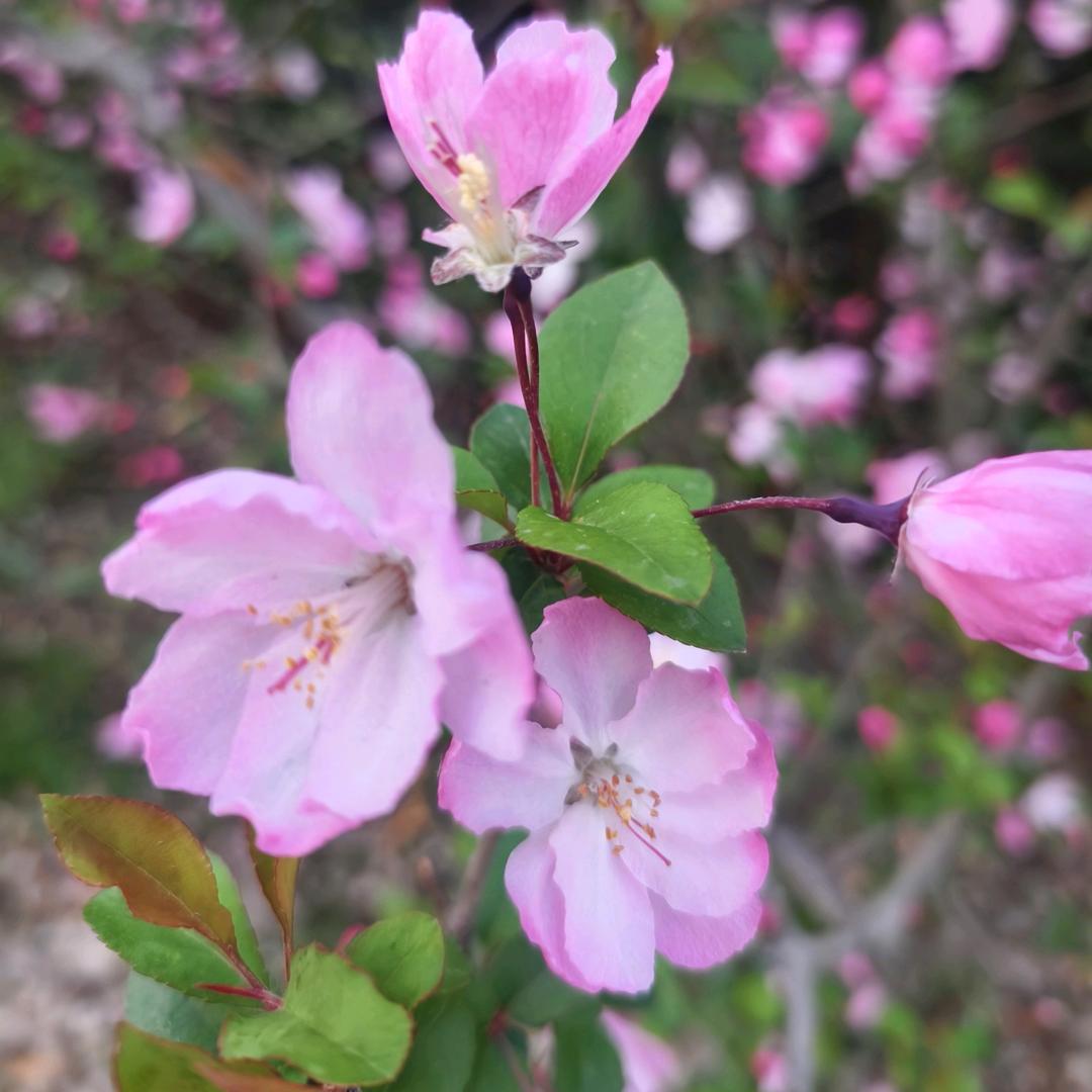 ✨巴啦啦小魔仙变身🌈