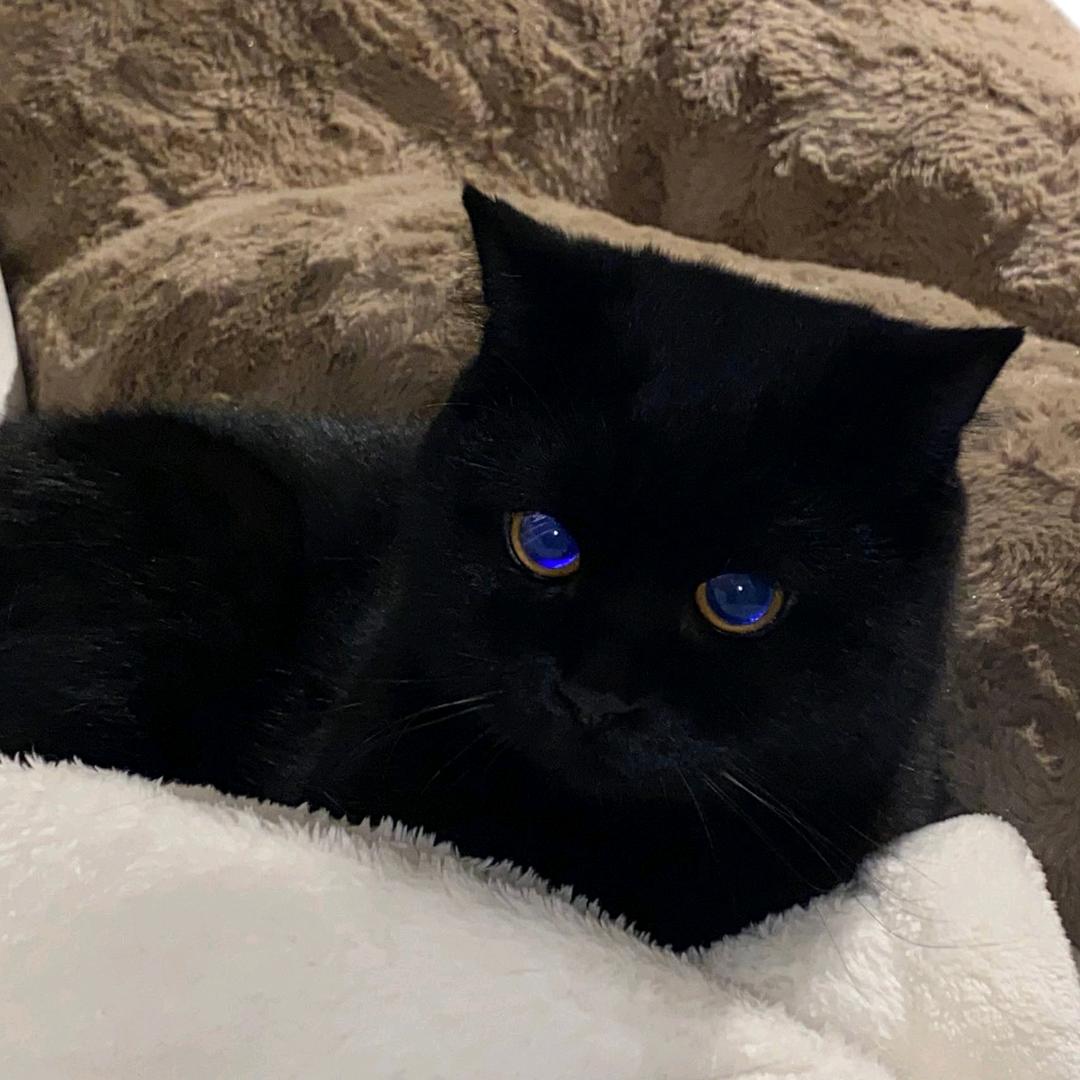 猫猫正规按摩
