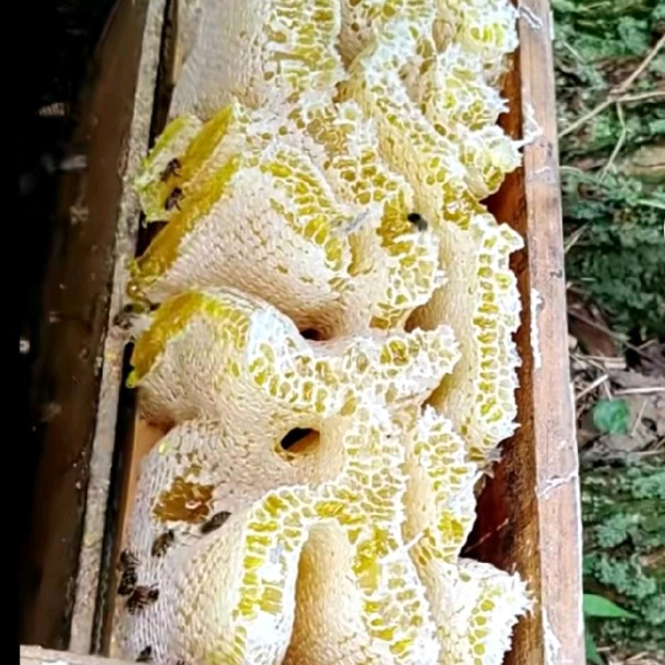 蜜蜂，小孟，养蜂人，《爱山歌》