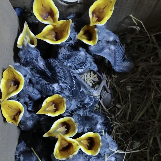萌宠八哥养殖