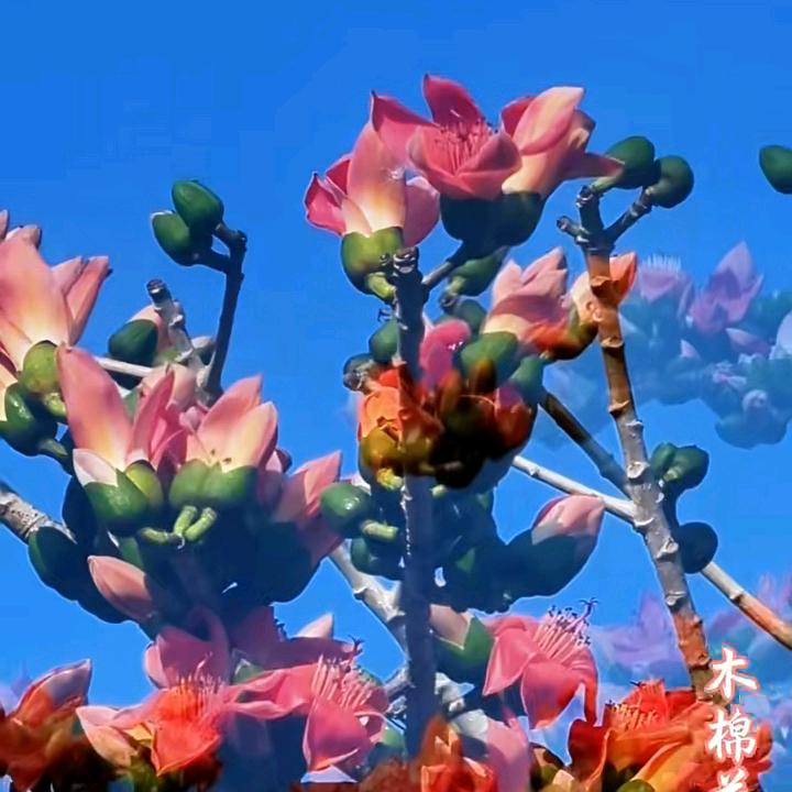 木棉花的春天