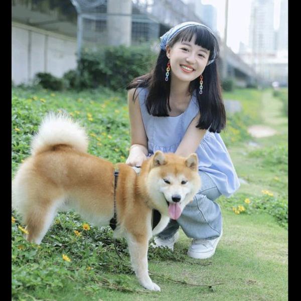 柴犬十六