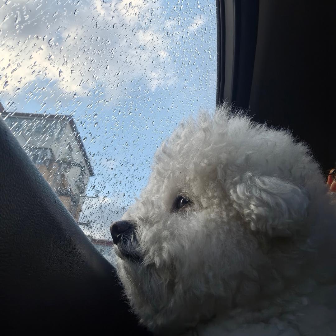 比熊小绵绵