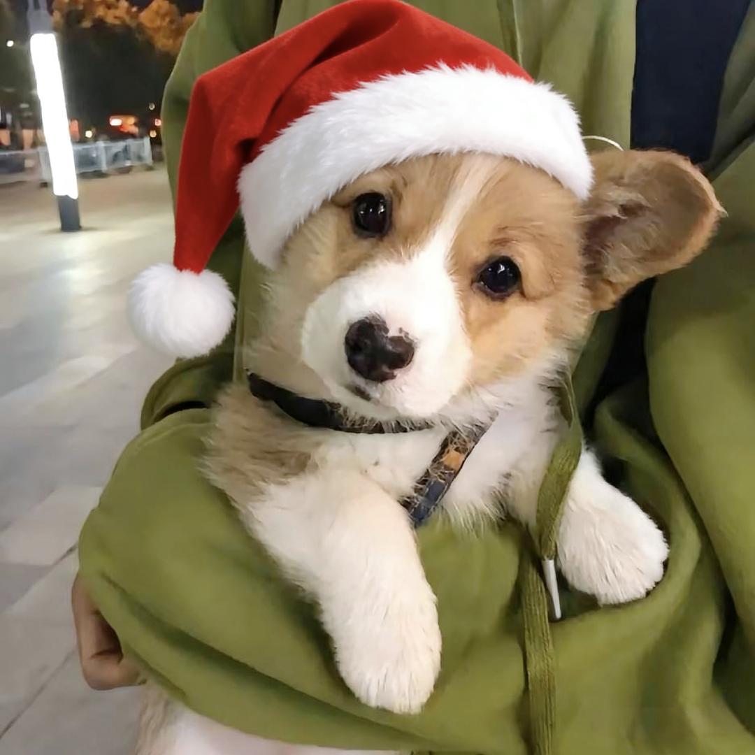 爱吃汤圆🍨(ノへ￣、)