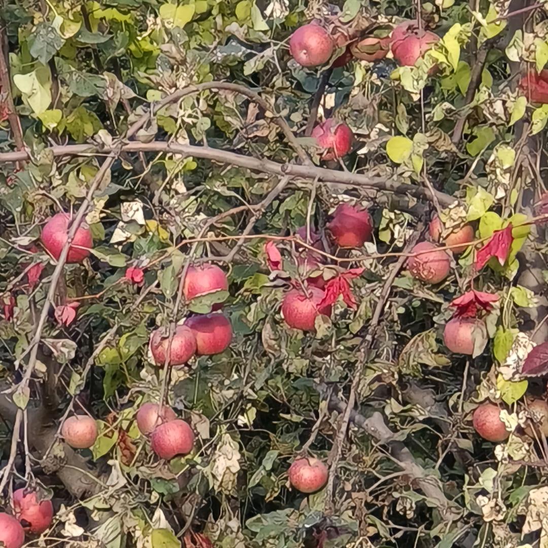 米子怡怡