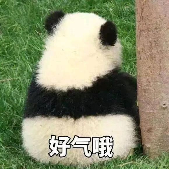 羊毛党小熊🐻