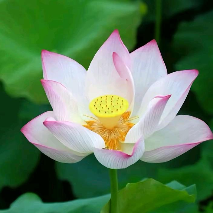 芬