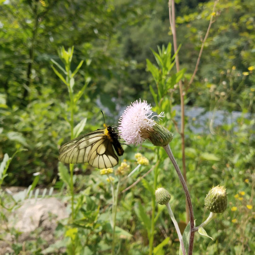 香香求关注