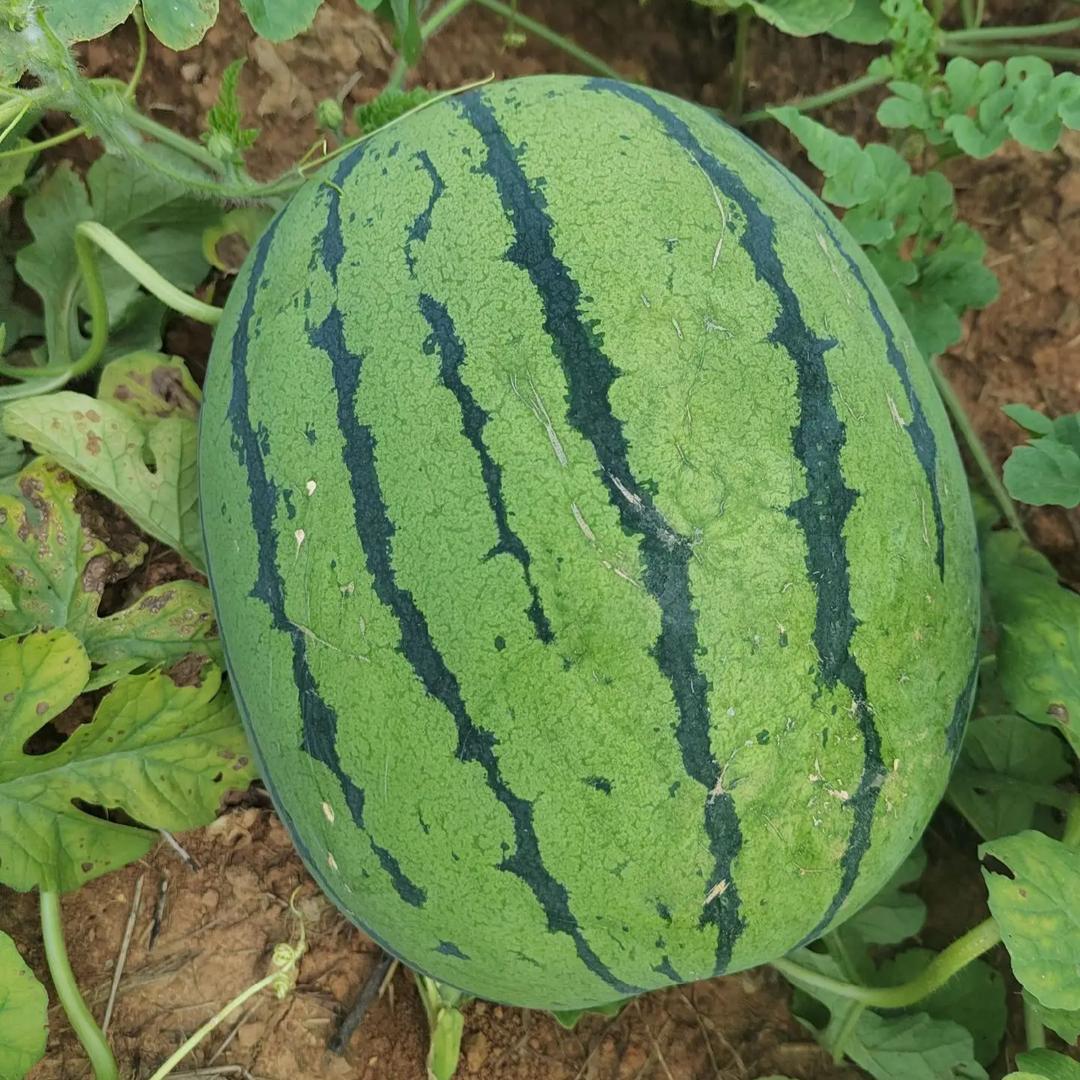 西瓜🍉妹妹