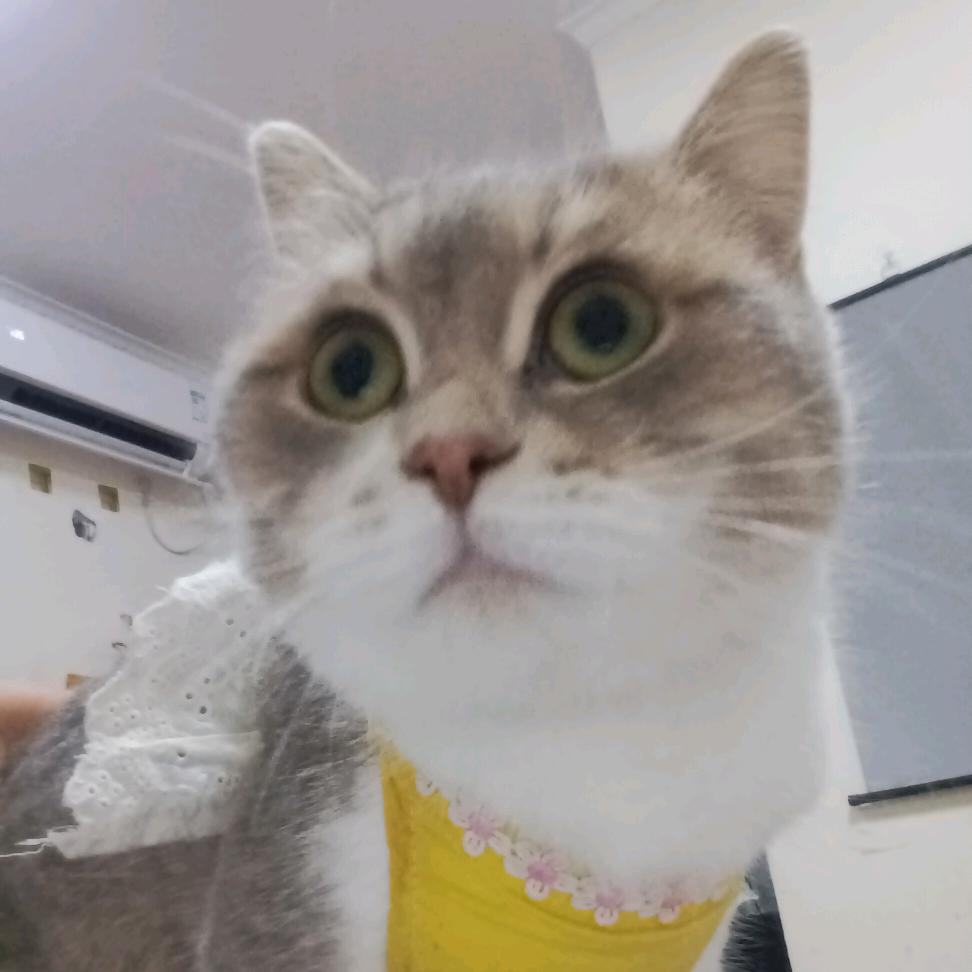 皇受是只猫🐱