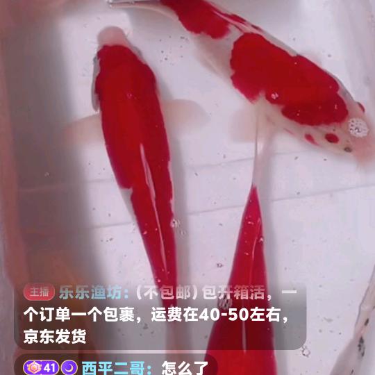 西平二哥