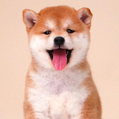 旺犬居柴犬舍