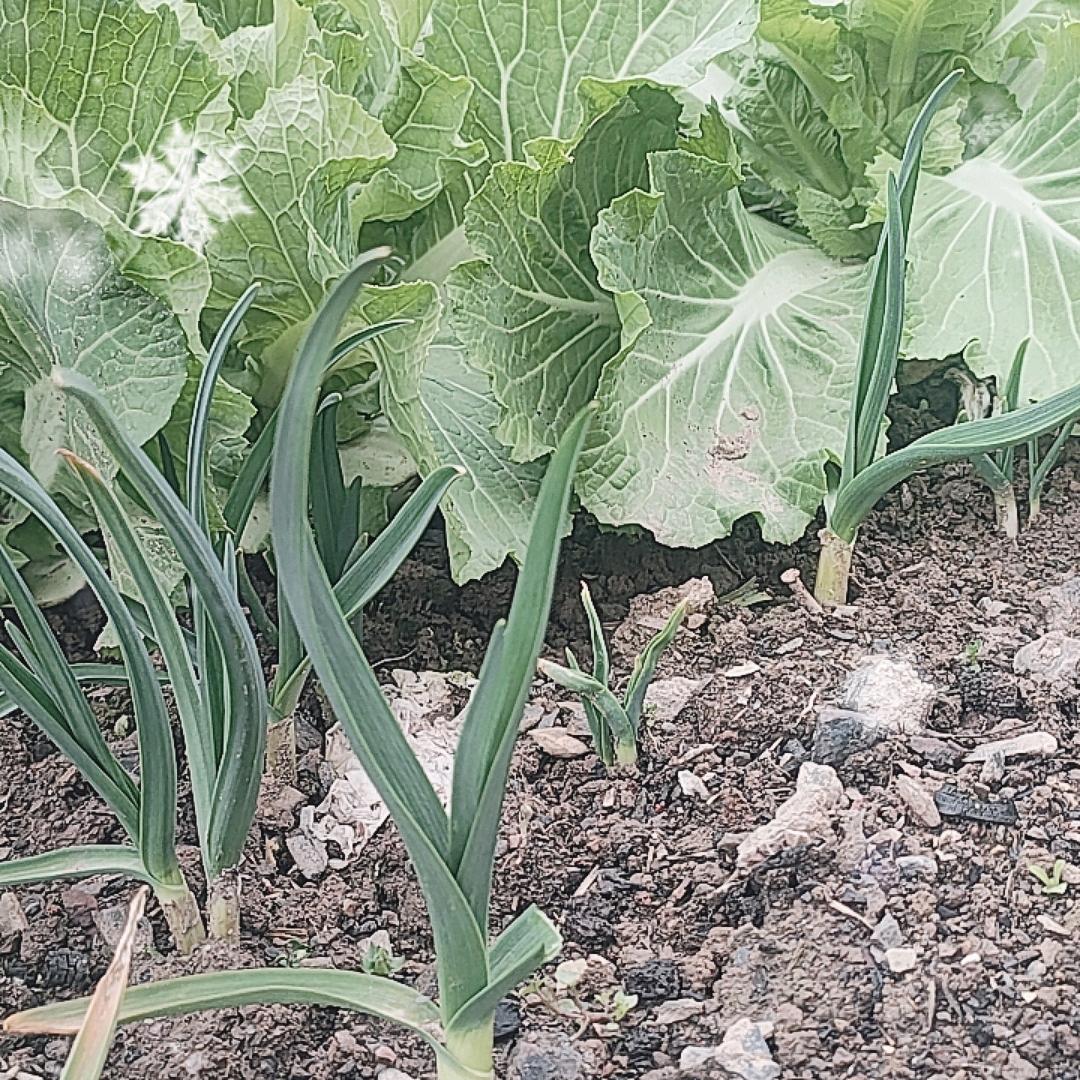 希望的田野