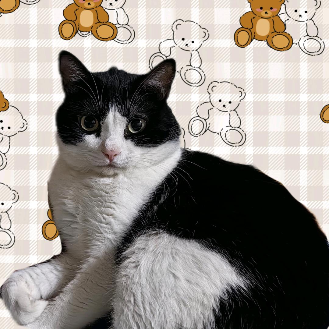 AA奥利奥黄金夹心饼干