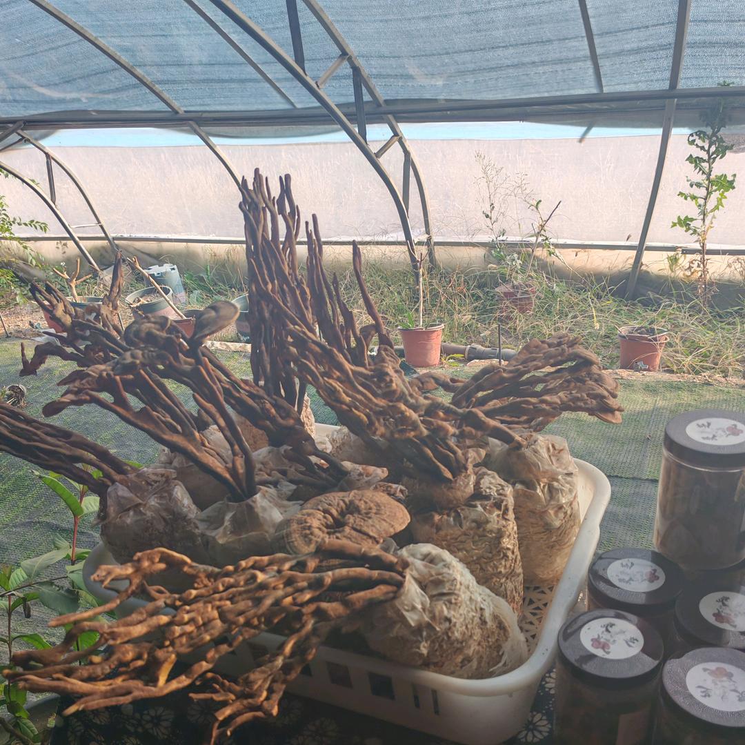秀英
