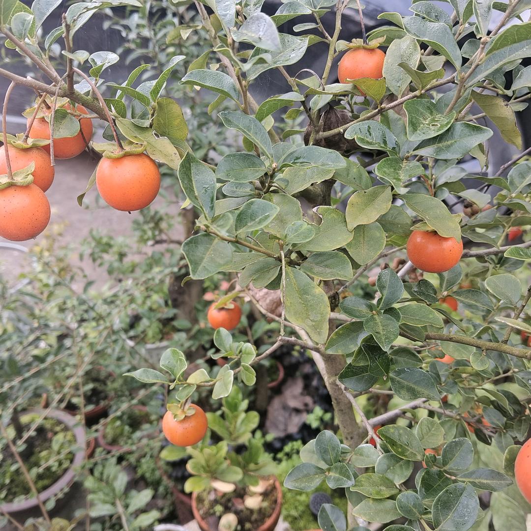 ꧁༺๑梅梅༻꧂