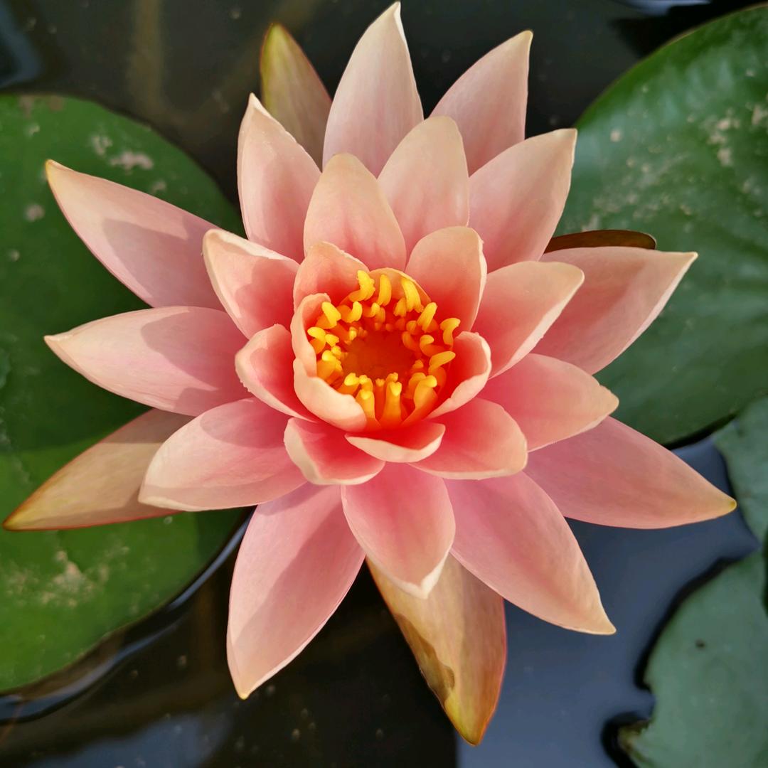 小美美