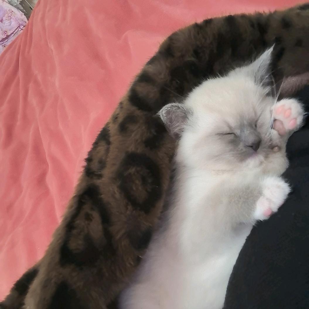 ♛小迷糊♥