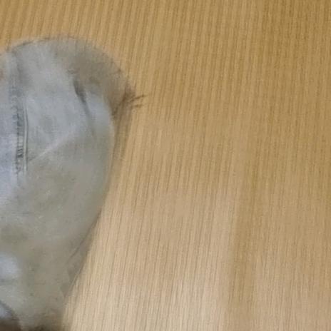 森森