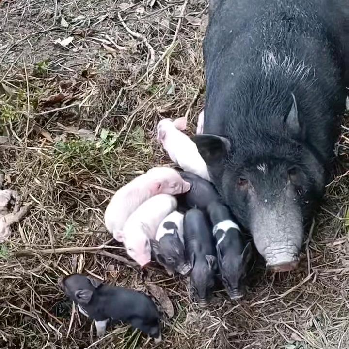 粤北深山土猪肉