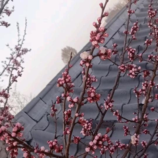 一山不能有二虎