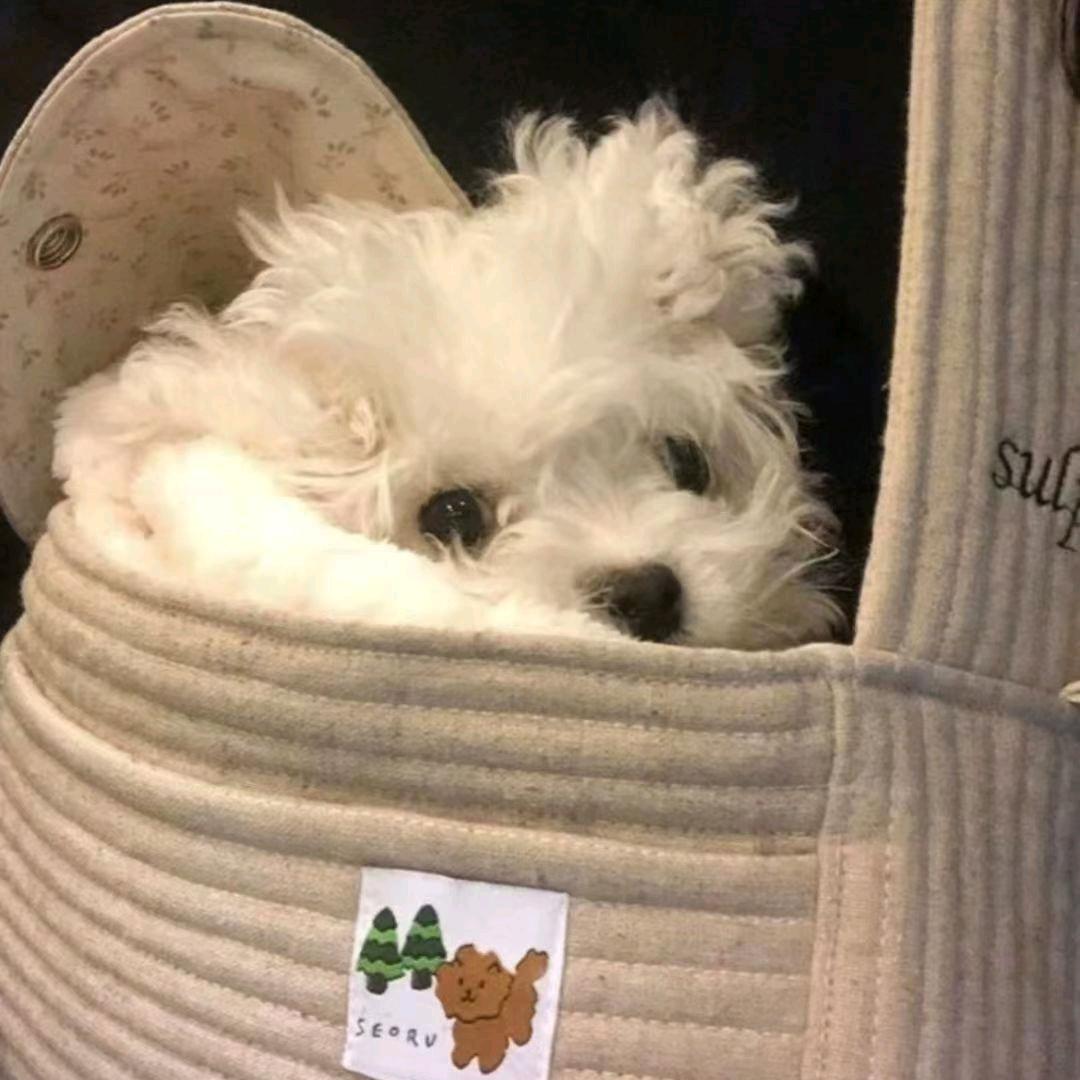 一颗黏牙的狼🍬