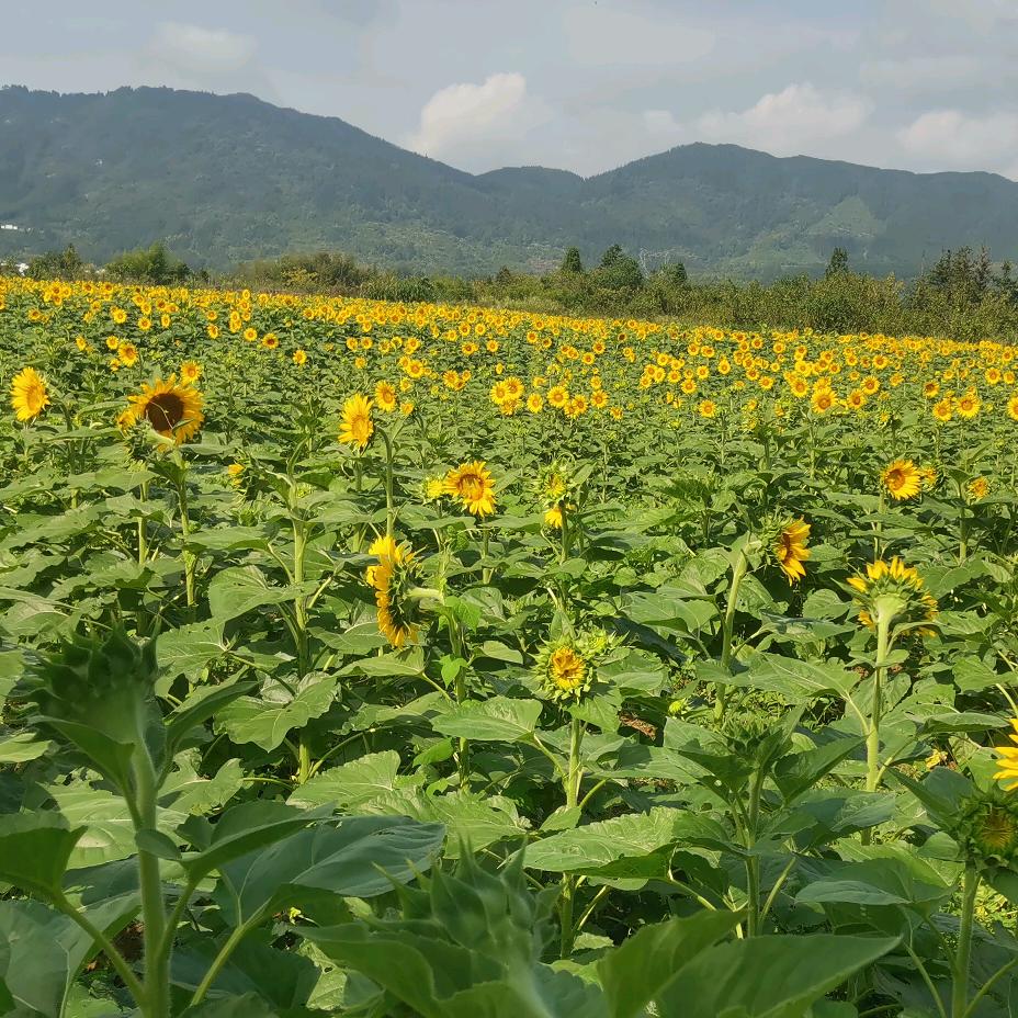 看热闹不嫌事大
