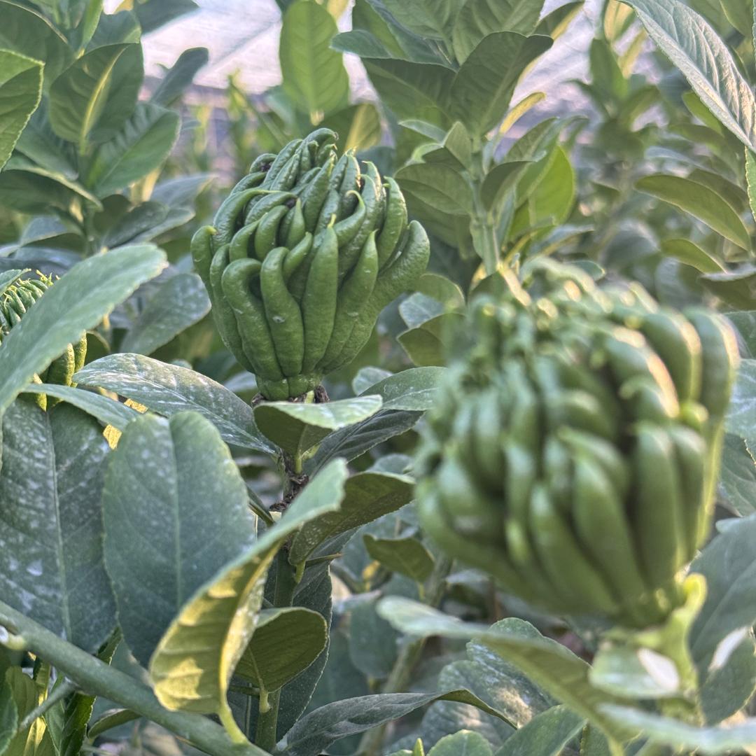 金华 · 拈花佛手 · 果苗基地