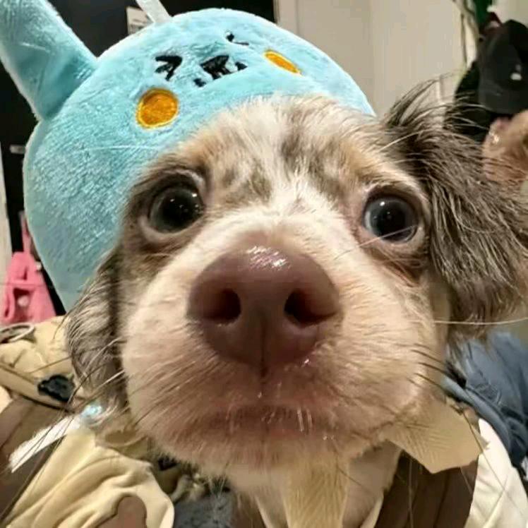 yan_