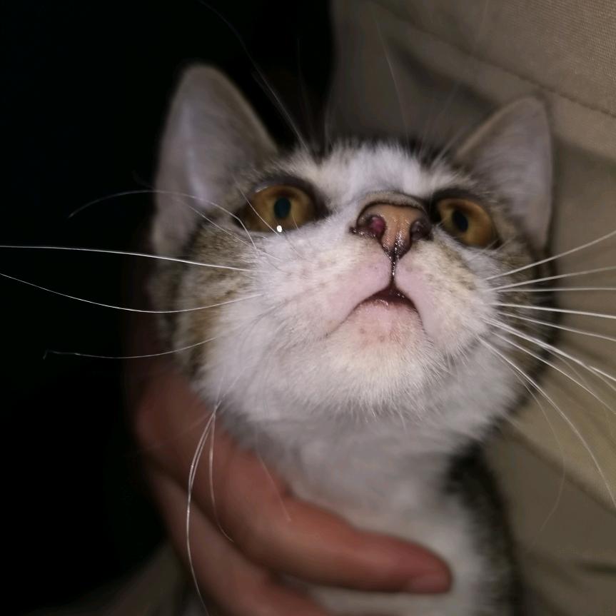 我家斑斑是只喵