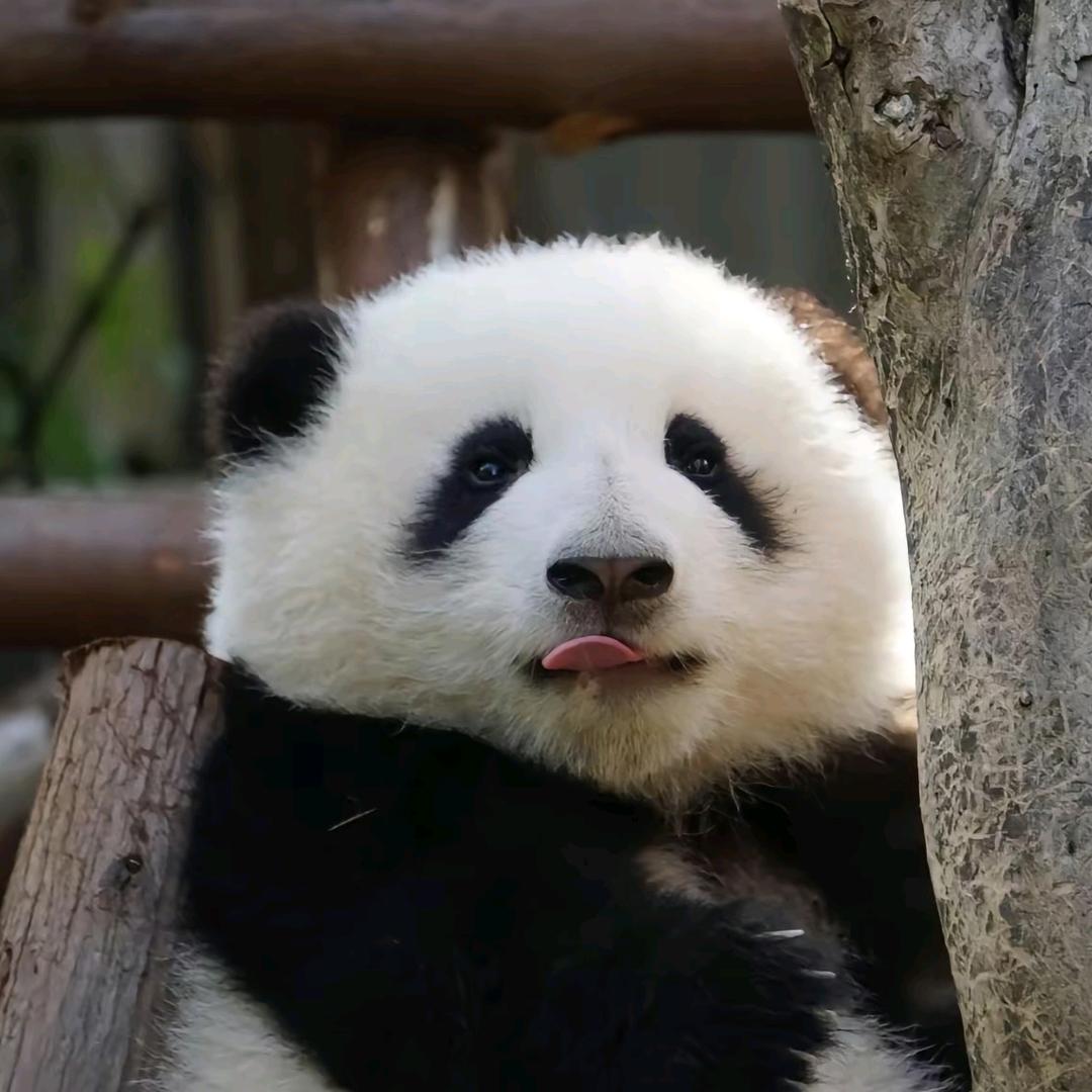阿文要加油啊