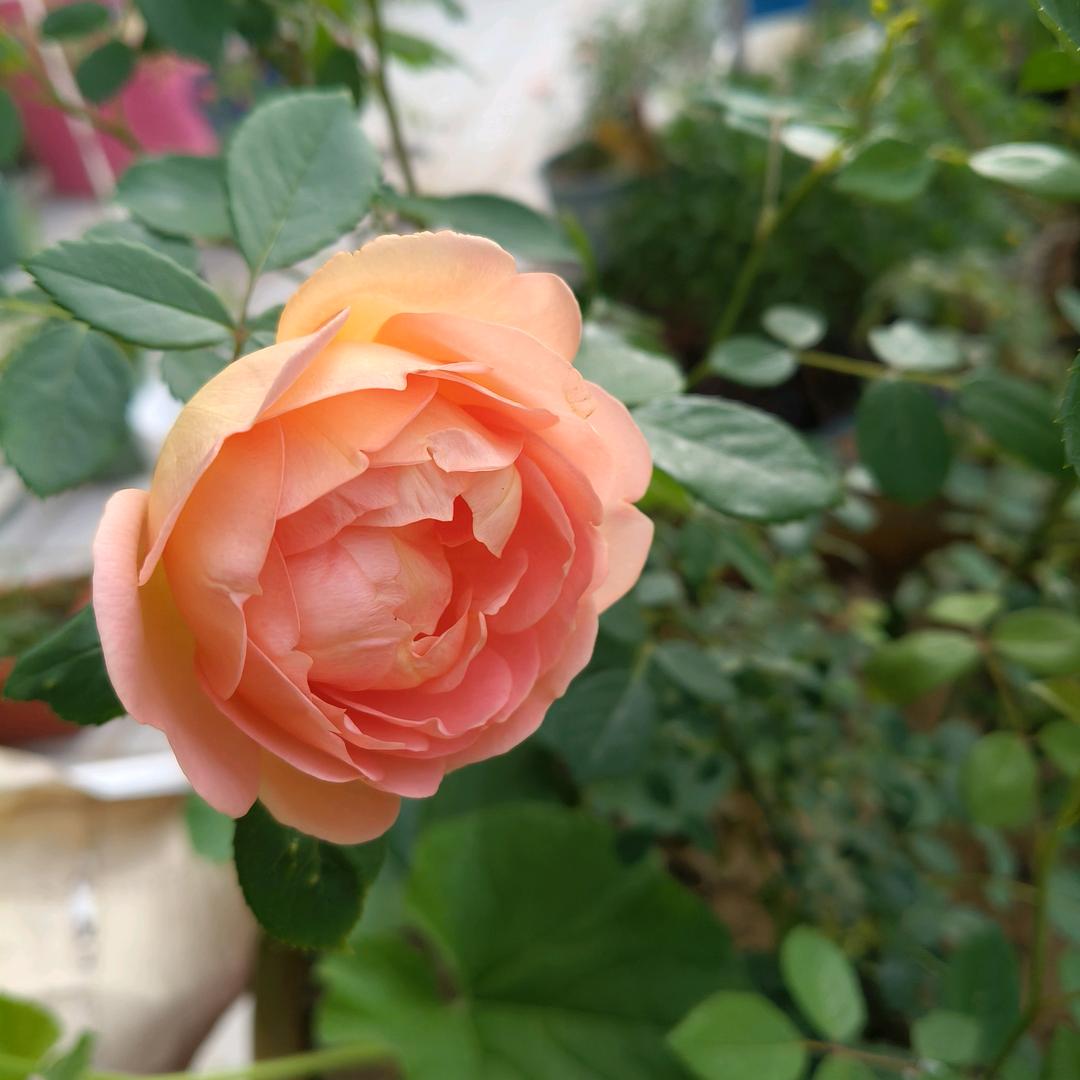 花花