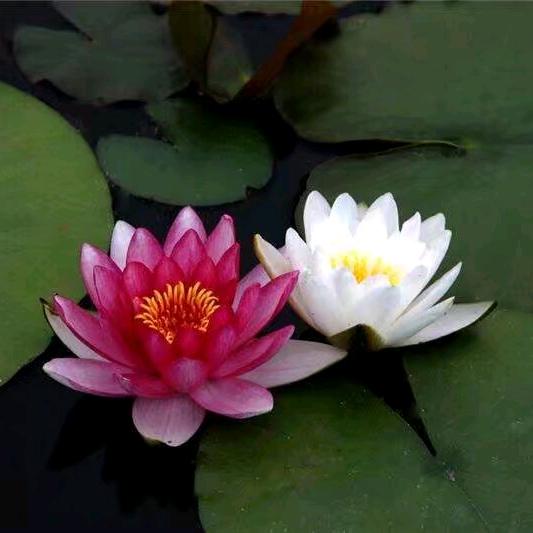 定是慧源性命根  瑾瑜