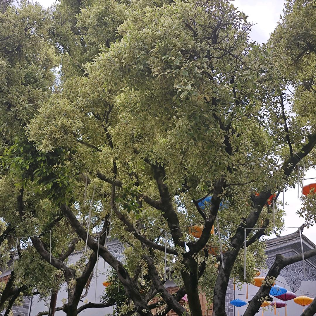 皓瀚飞翔